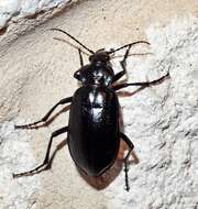 Calosoma (Callitropa) macrum Le Conte 1853 resmi