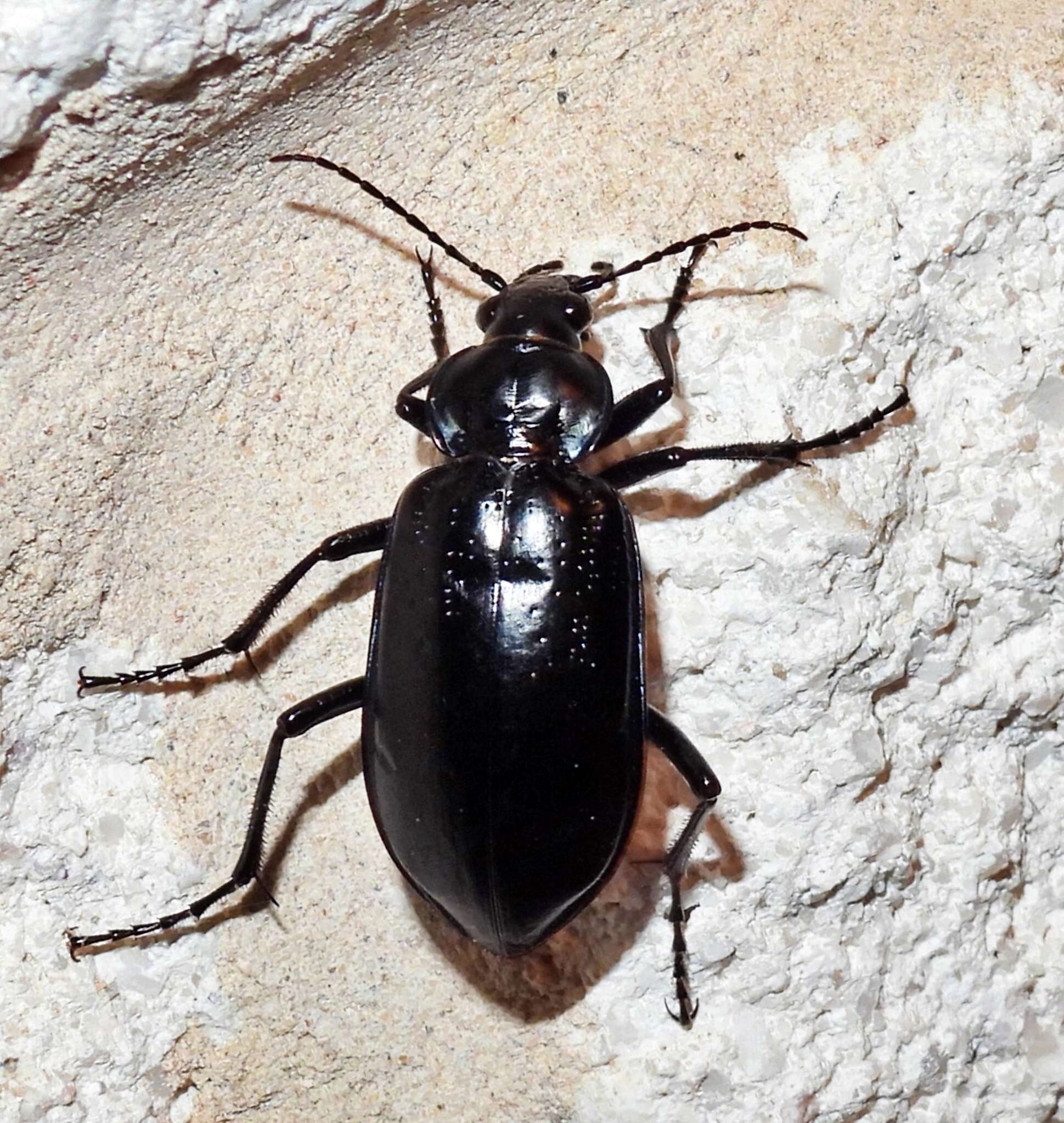 Image of Calosoma (Callitropa) macrum Le Conte 1853