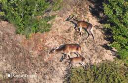 Image of Caspian red deer