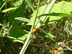 صورة Anomoea flavokansiensis Moldenke 1970