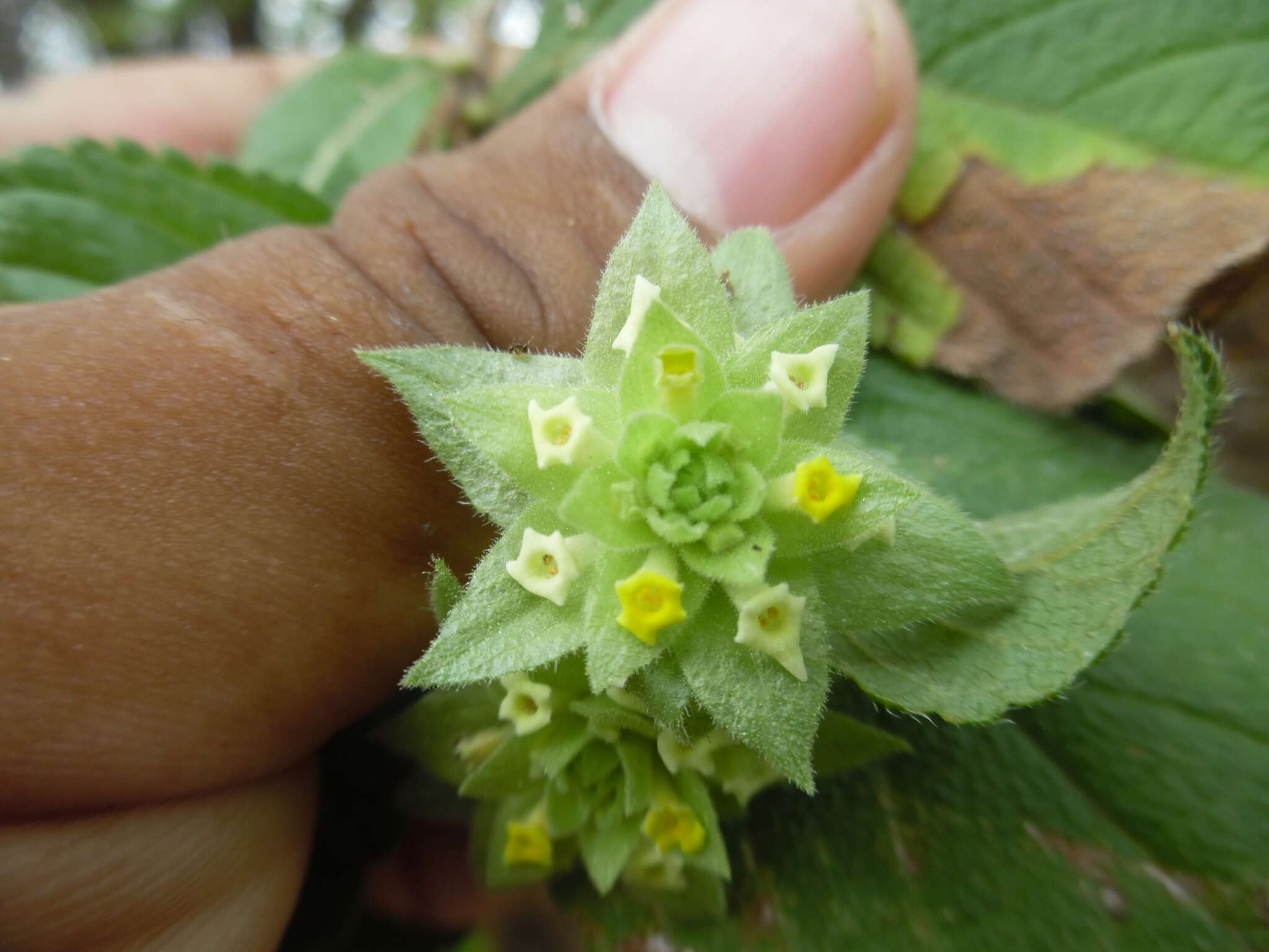 Image of Lippia bracteosa (M. Martens & Galeotti) Moldenke