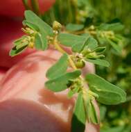 Image of ribseed sandmat