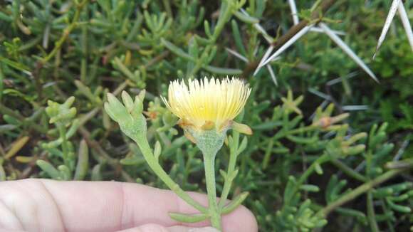 Imagem de Mesembryanthemum splendens L.