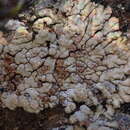 Image of Placopsis fusciduloides D. J. Galloway