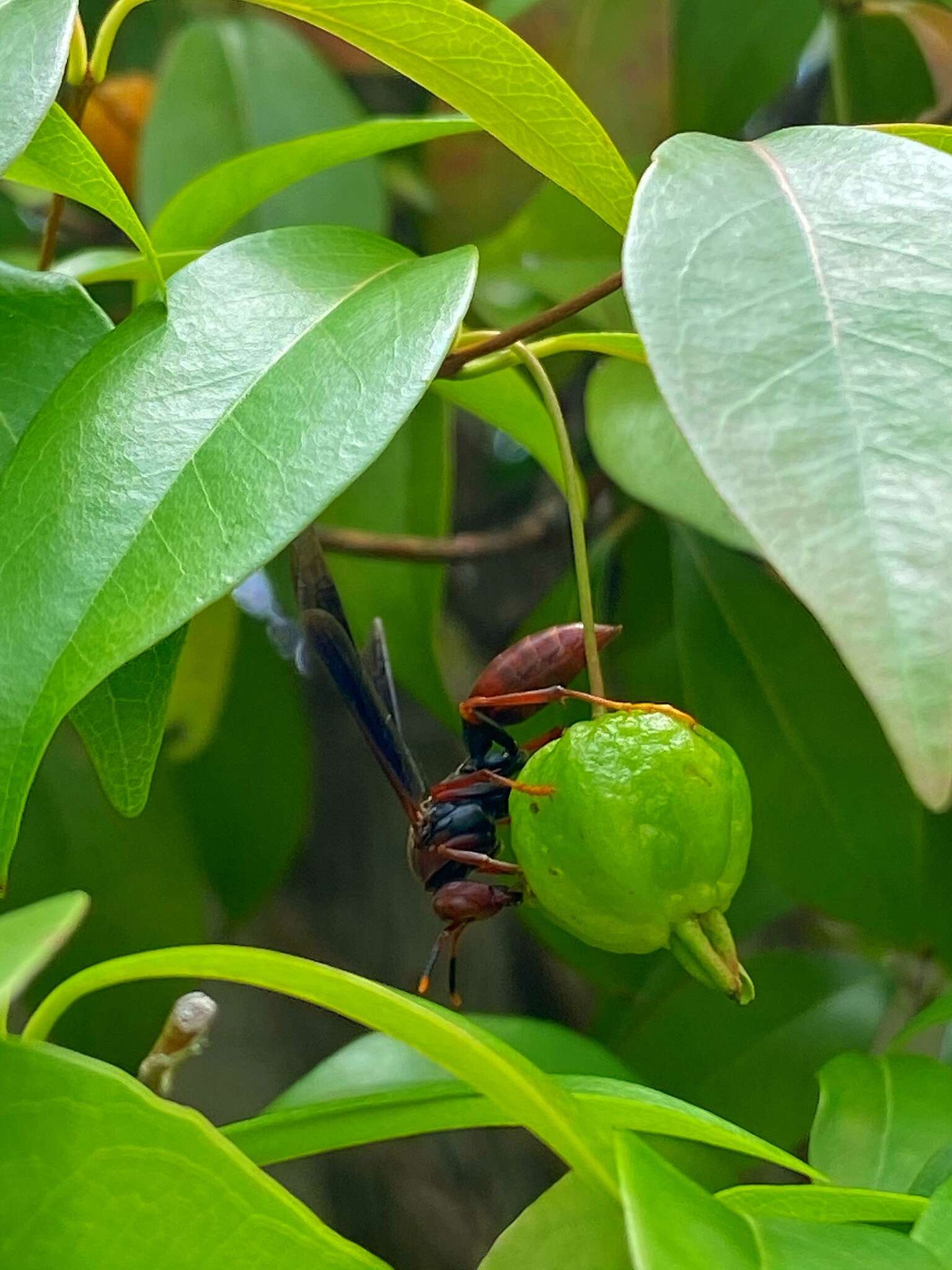 Image of Polistes lanio (Fabricius 1775)