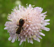 Image of Andrena hattorfiana (Fabricius 1775)