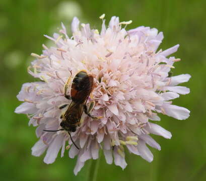 Image of Andrena hattorfiana (Fabricius 1775)