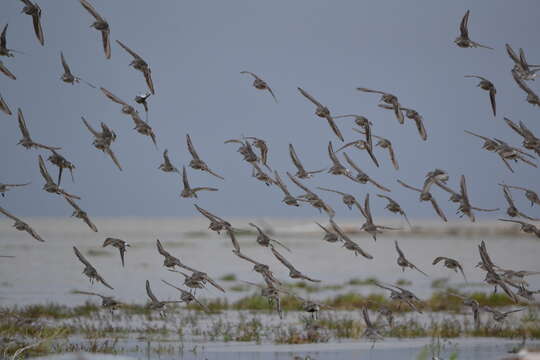 Image of Calidris canutus rufa (Wilson & A 1813)