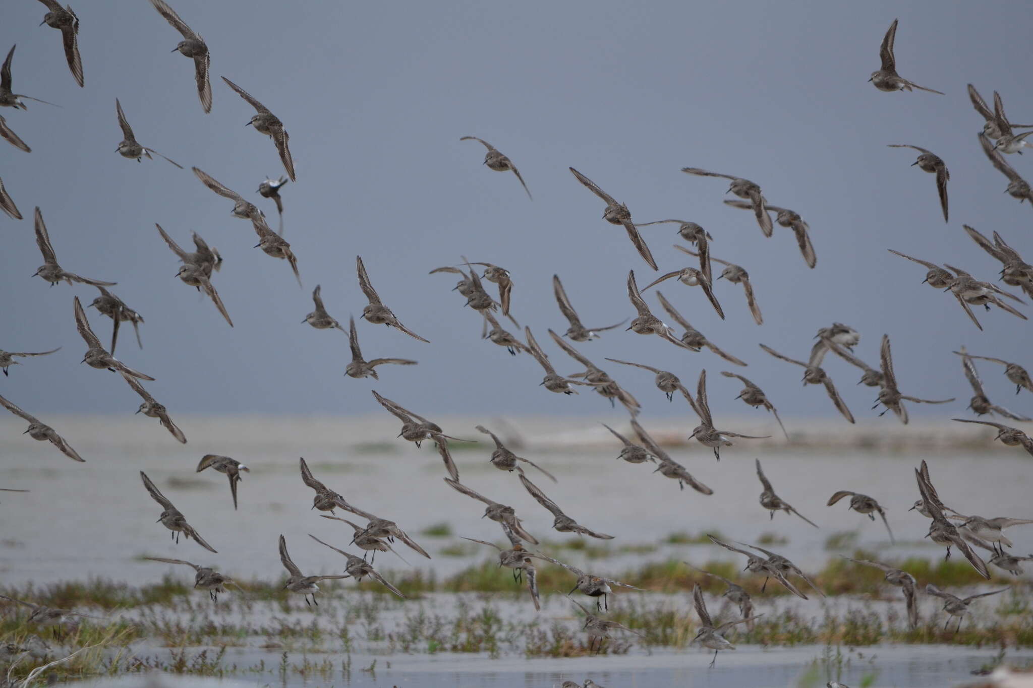 Image of Rufa Red Knot