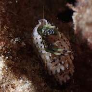 Image of green hermit crab