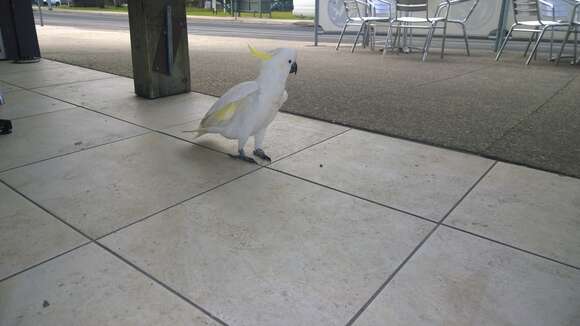 Image of Cacatua galerita galerita (Latham 1790)