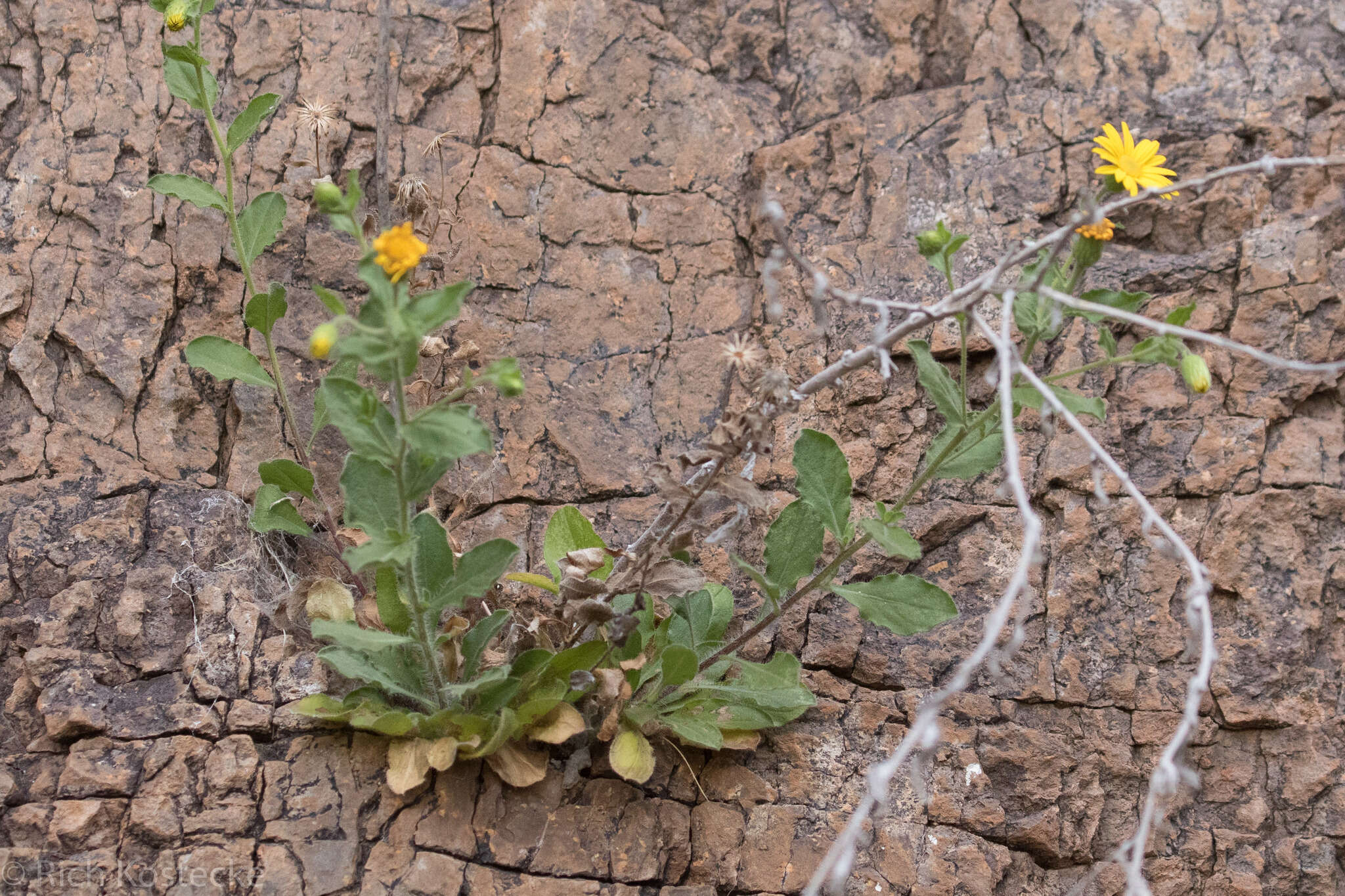 Sivun Heterotheca viscida (A. Gray) V. L. Harms kuva