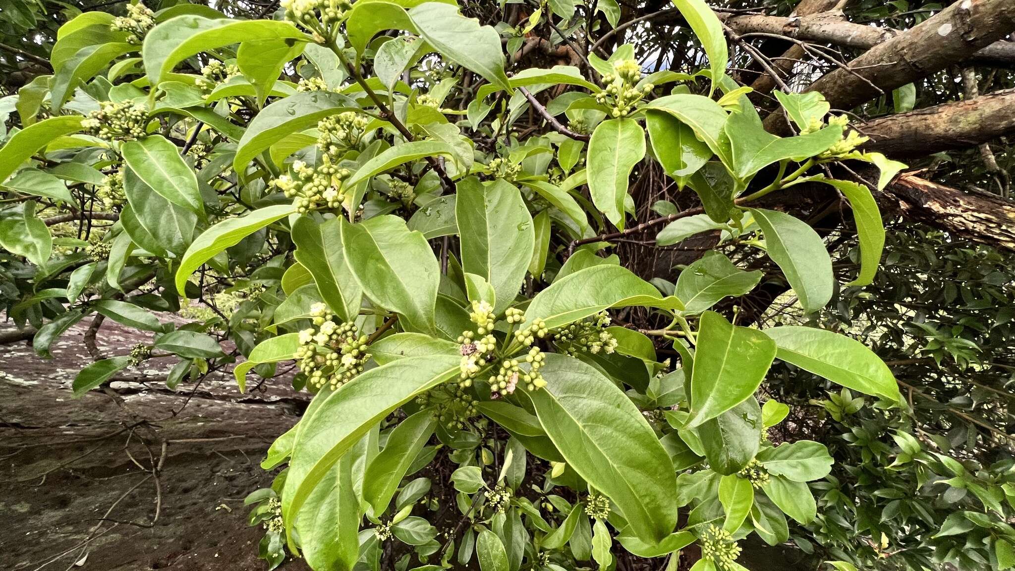 Слика од Gynochthodes umbellata (L.) Razafim. & B. Bremer