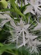 Habenaria trichosantha Lindl.的圖片