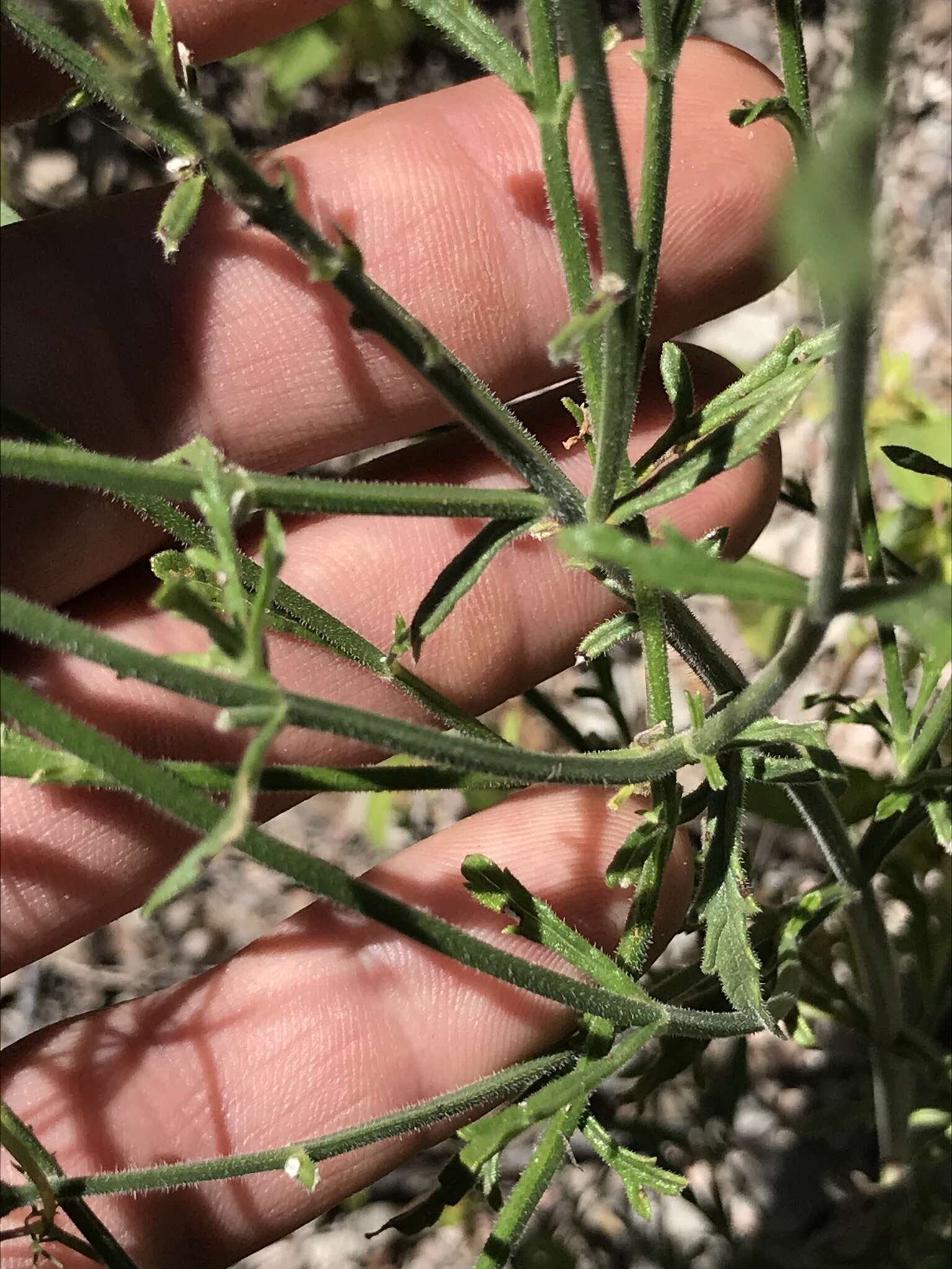 Sivun Verbena neomexicana var. neomexicana kuva