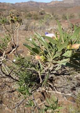 Image de Eremophila freelingii F. Muell.