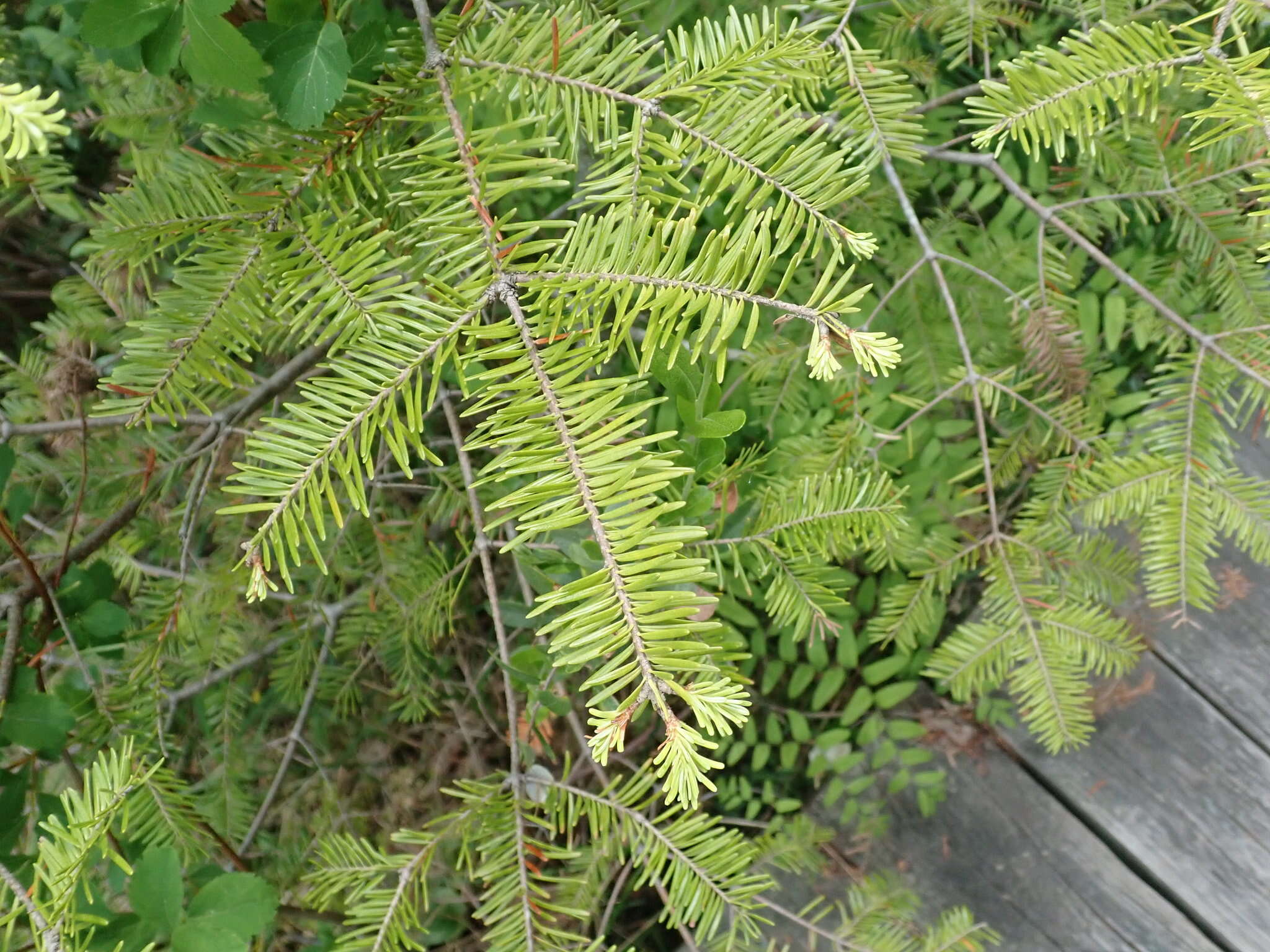 Imagem de Abies balsamea var. balsamea