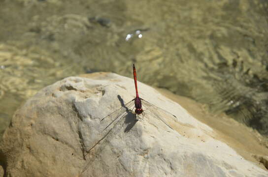 Слика од Trithemis lilacina Förster 1899