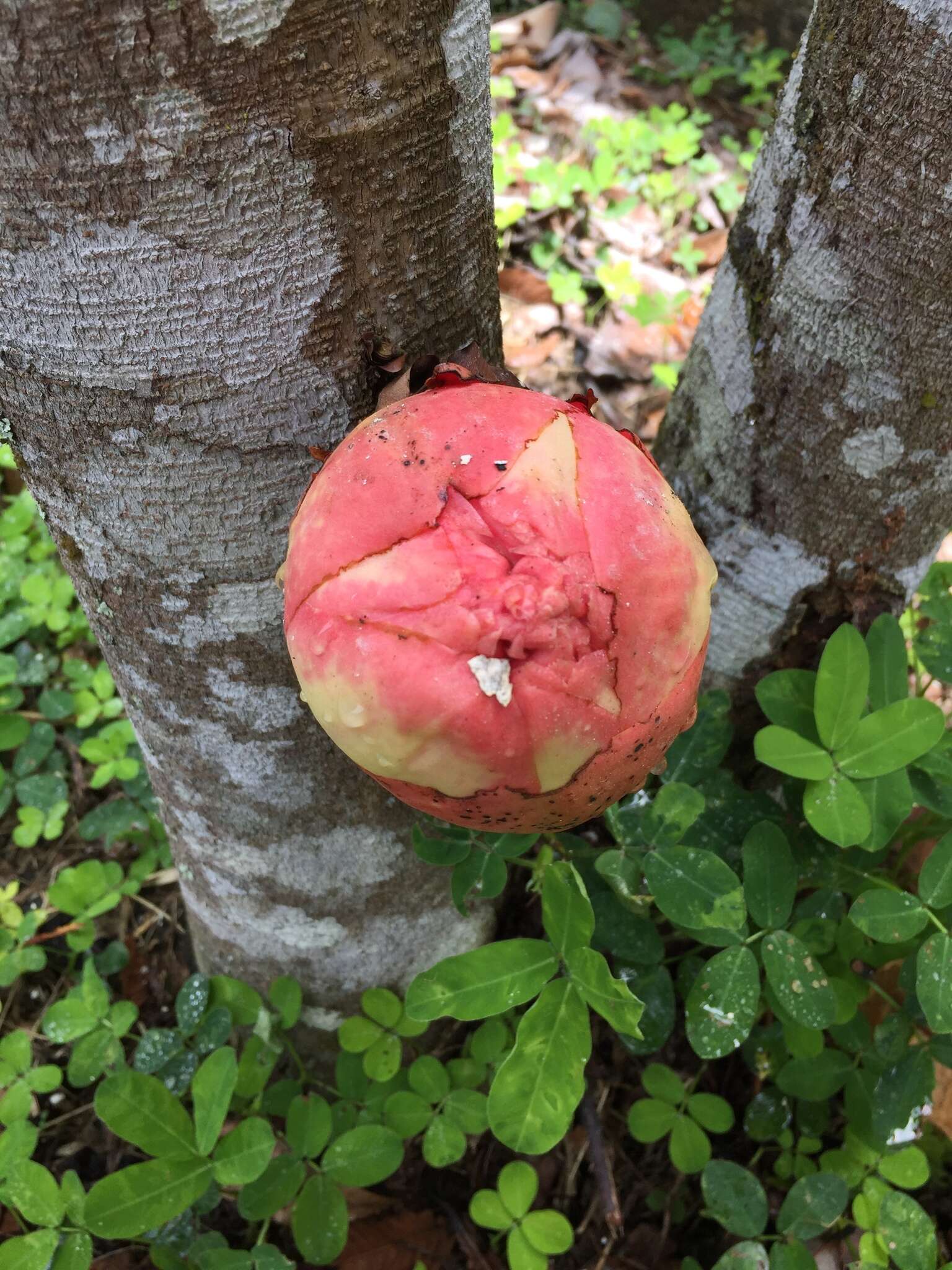 Plancia ëd Brownea macrophylla Linden