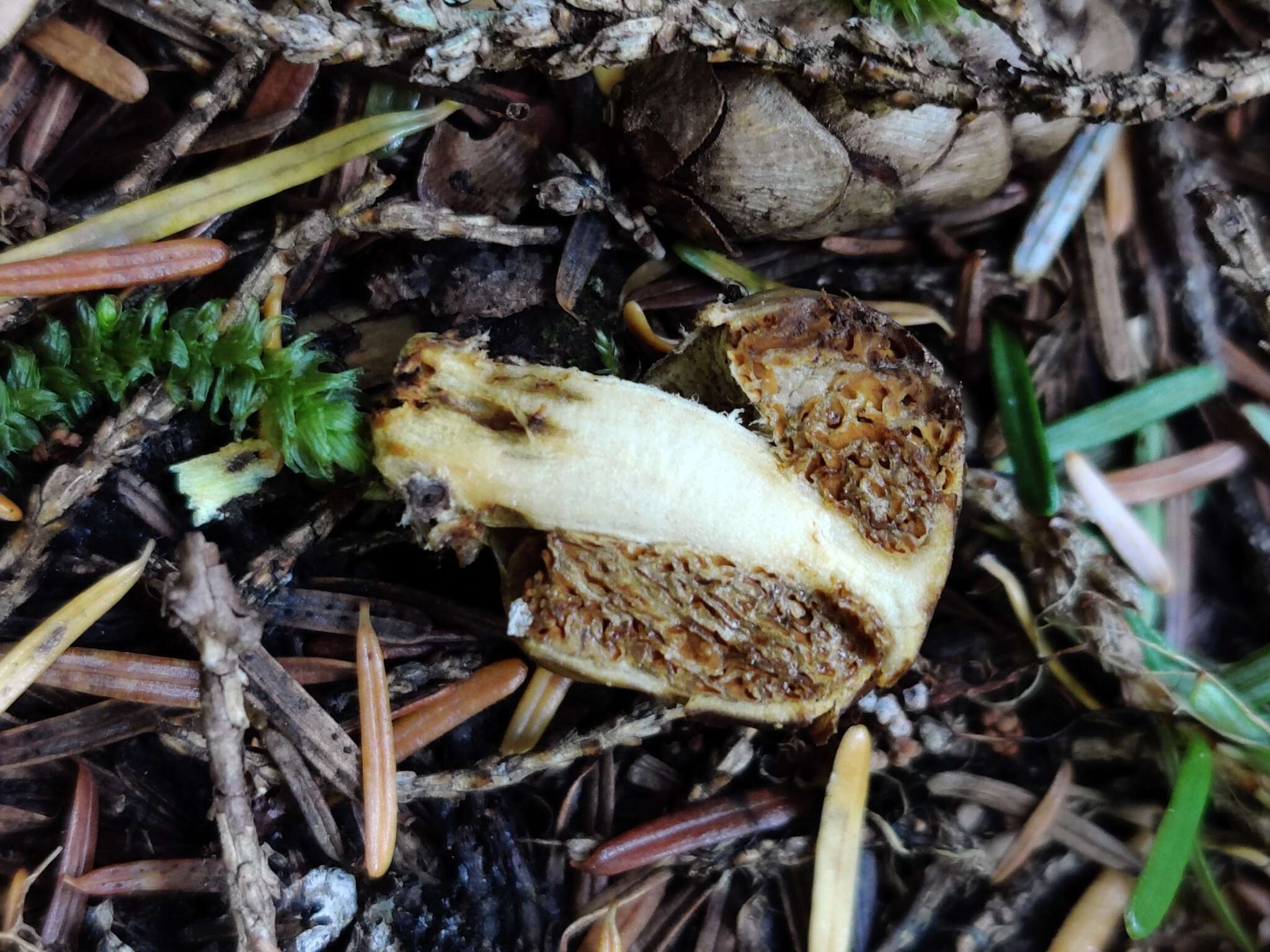 Image of Cortinarius pinguis (Zeller) Peintner & M. M. Moser 2002