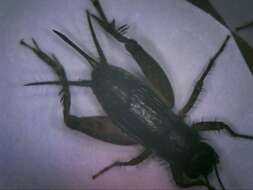 Image of Cuban Ground Cricket