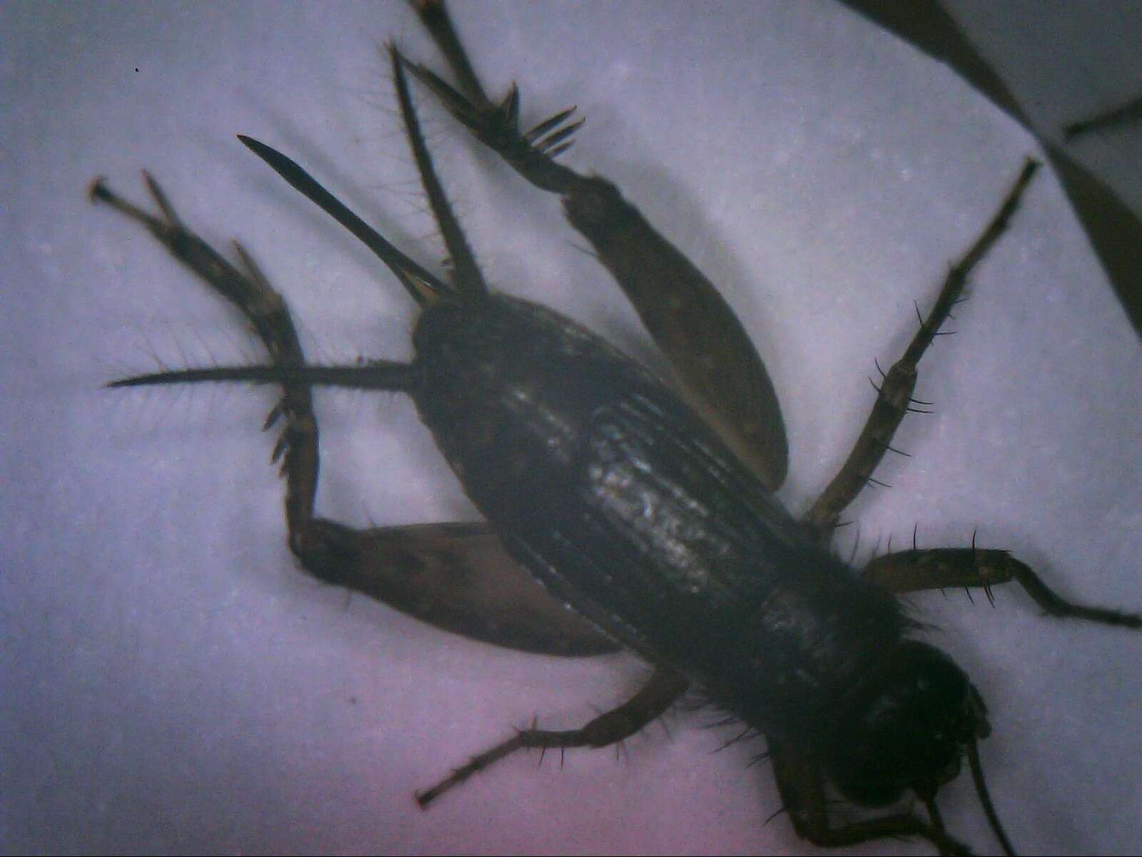 Image of Cuban Ground Cricket