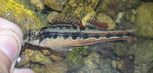 صورة Etheostoma barrenense Burr & Page 1982