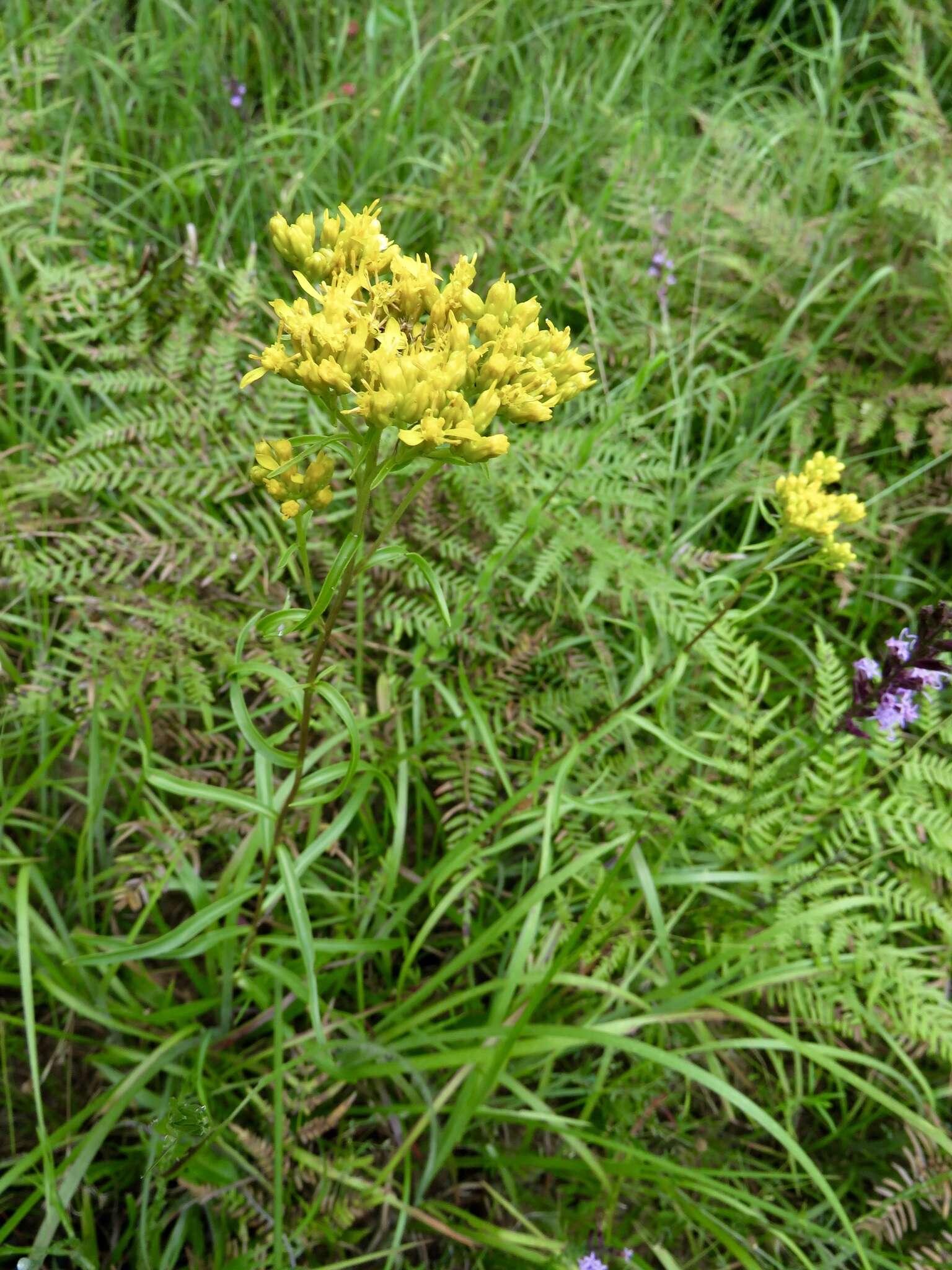 Image of Solidago nitida Torr. & A. Gray