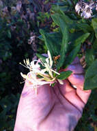 Image of Japanese honeysuckle