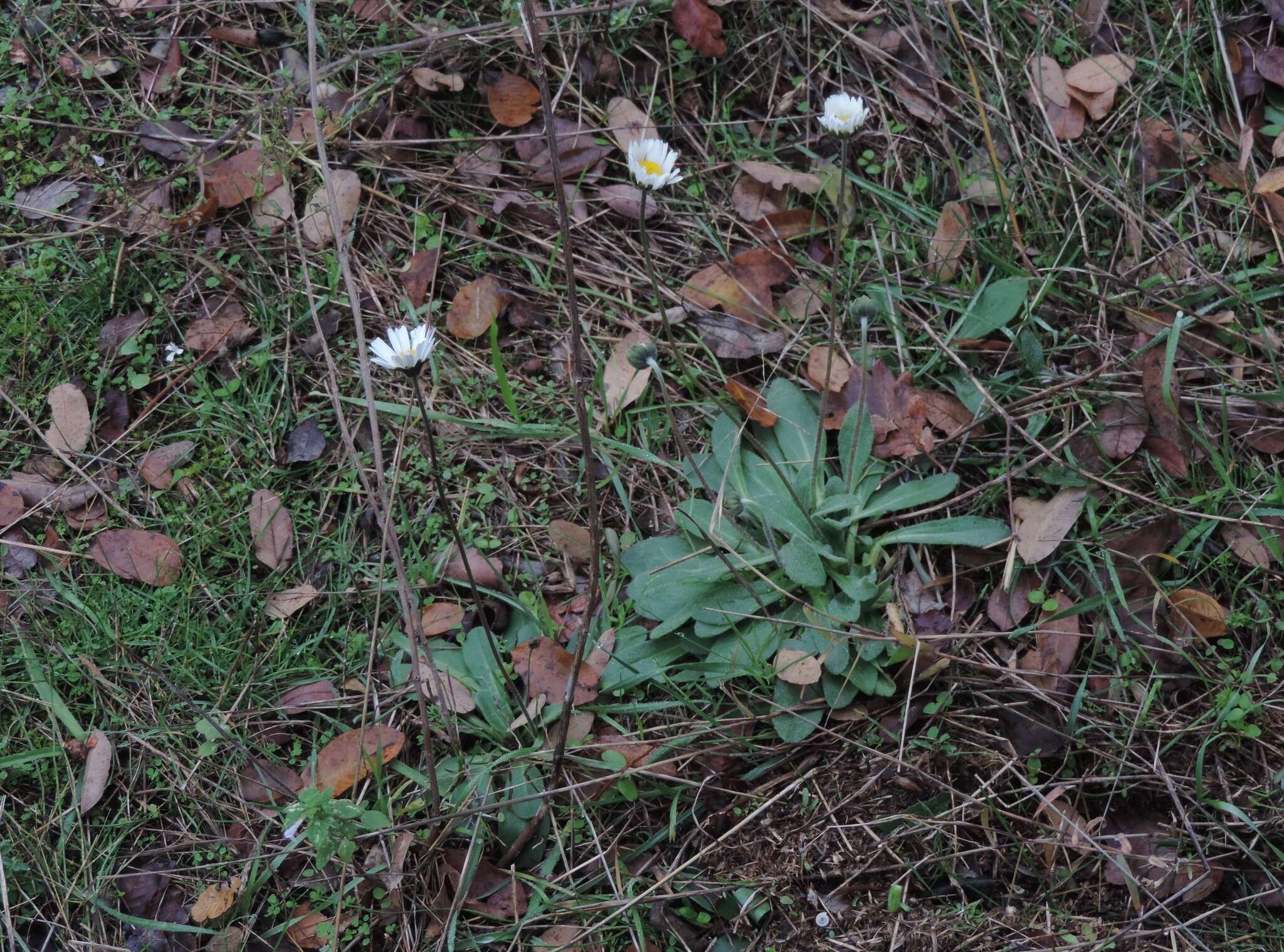 Image of Bellis sylvestris Cyr.