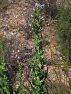 Lobostemon laevigatus (L.) Buek resmi