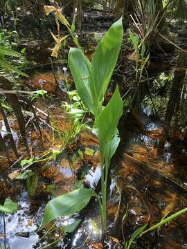 Image of bandanna of the Everglades