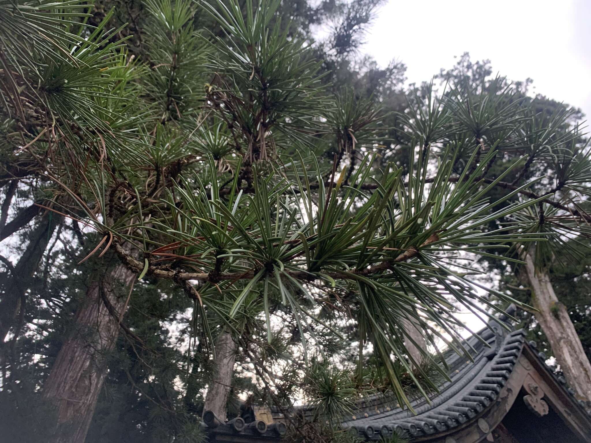 Image of umbrella-pine family