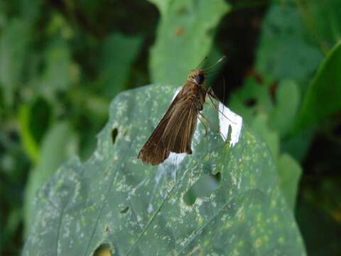 Image of Hecebolus skipper