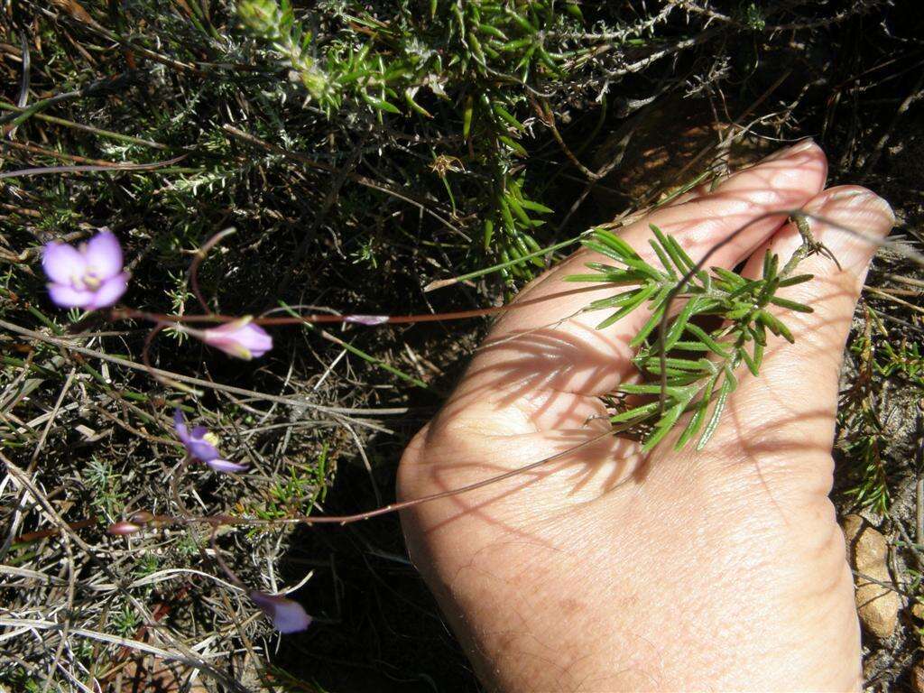 Image of Heliophila subulata Burch. ex DC.