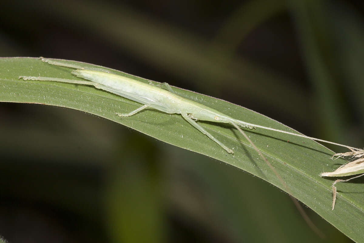 Image of Caulopsis gracilis Redtenbacher 1891