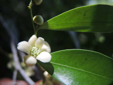 Oxandra lanceolata (Sw.) Baill. resmi