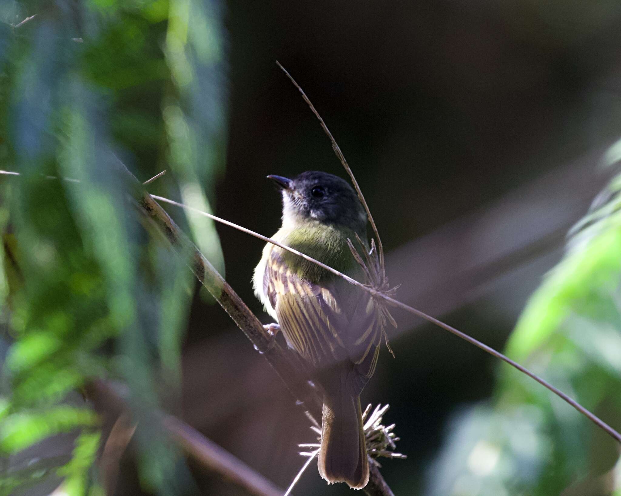 Image of Inca Flycatcher
