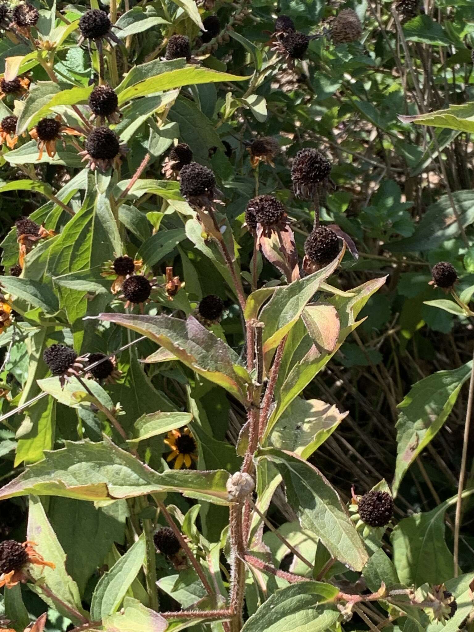 Image of coneflower