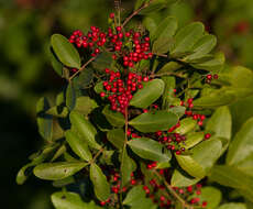 Image of Brazilian Peppertree