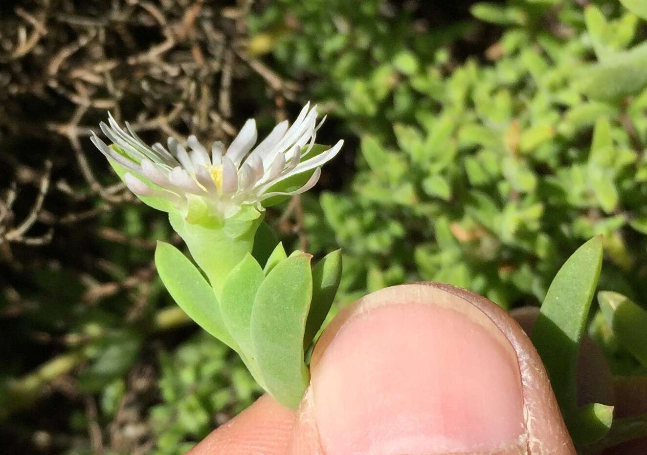 Image of Delosperma inconspicuum L. Bol.