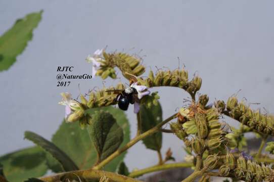 Plancia ëd Xylocopa guatemalensis Cockerell 1912