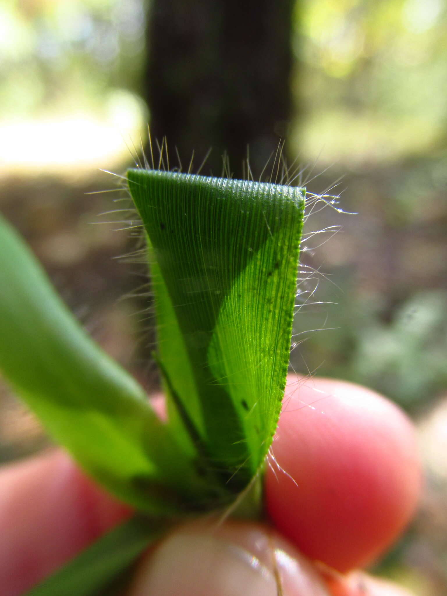 Imagem de Panicum laxiflorum Lam.