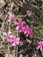 Image of cold-desert phlox