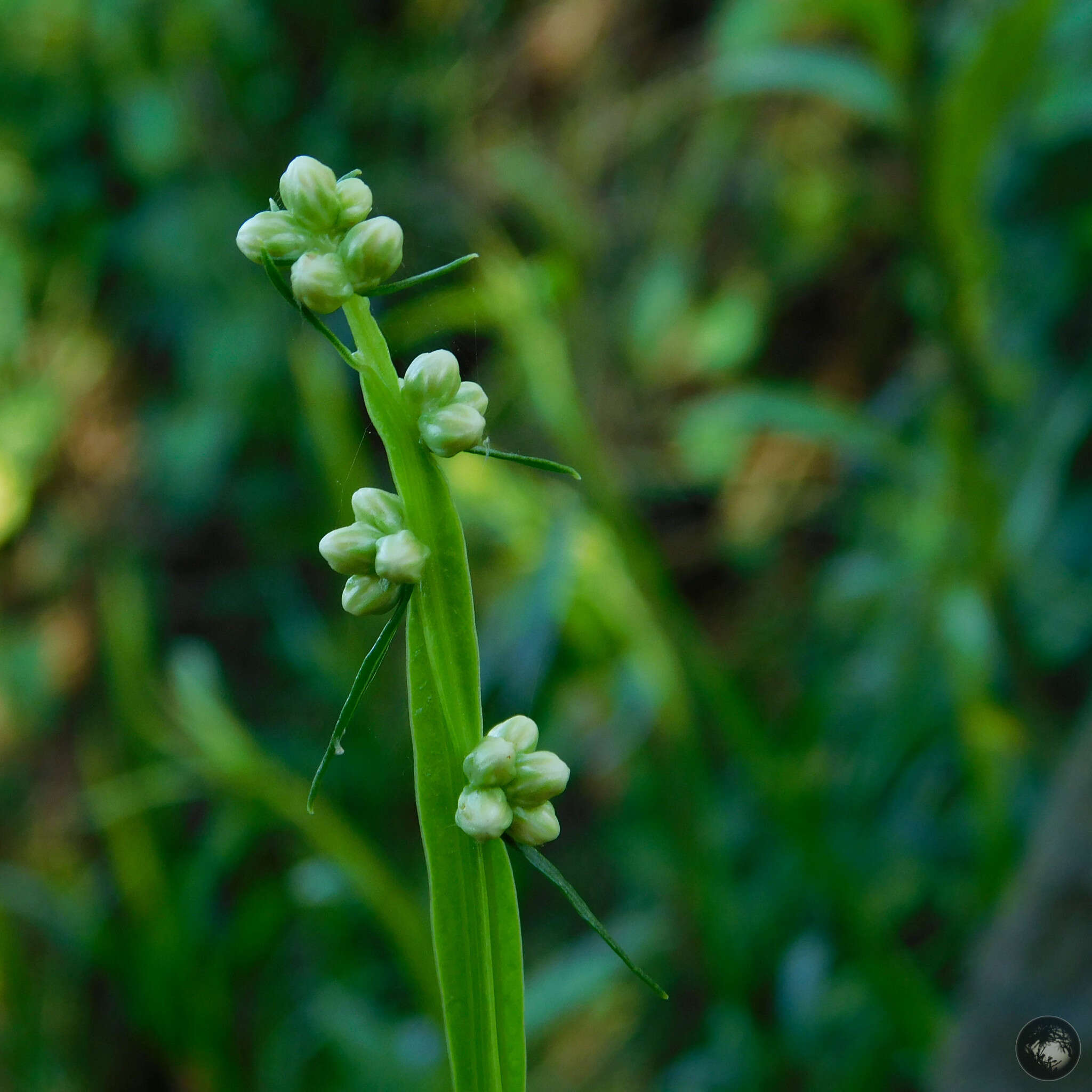 Imagem de Baccharis phyteumoides (Less.) DC.