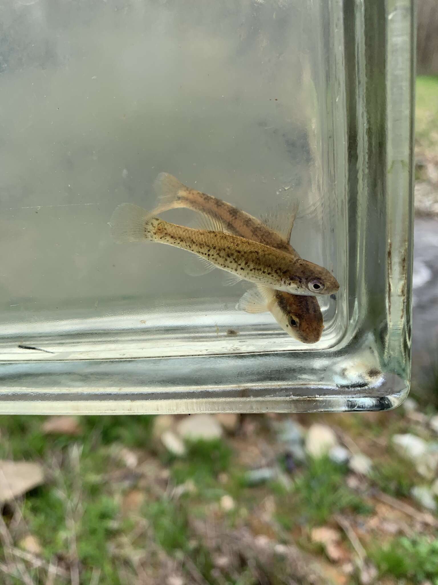 Image of Speckled killifish