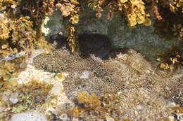 Image of Atlantic carpet anemone