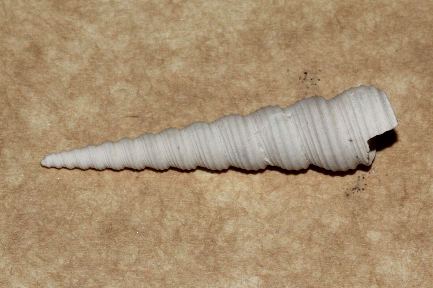 Image of auger screw shell