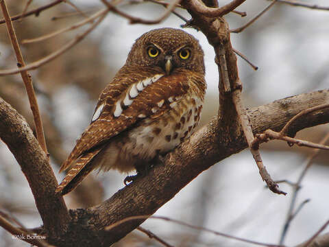 Image of African Barred Owlet