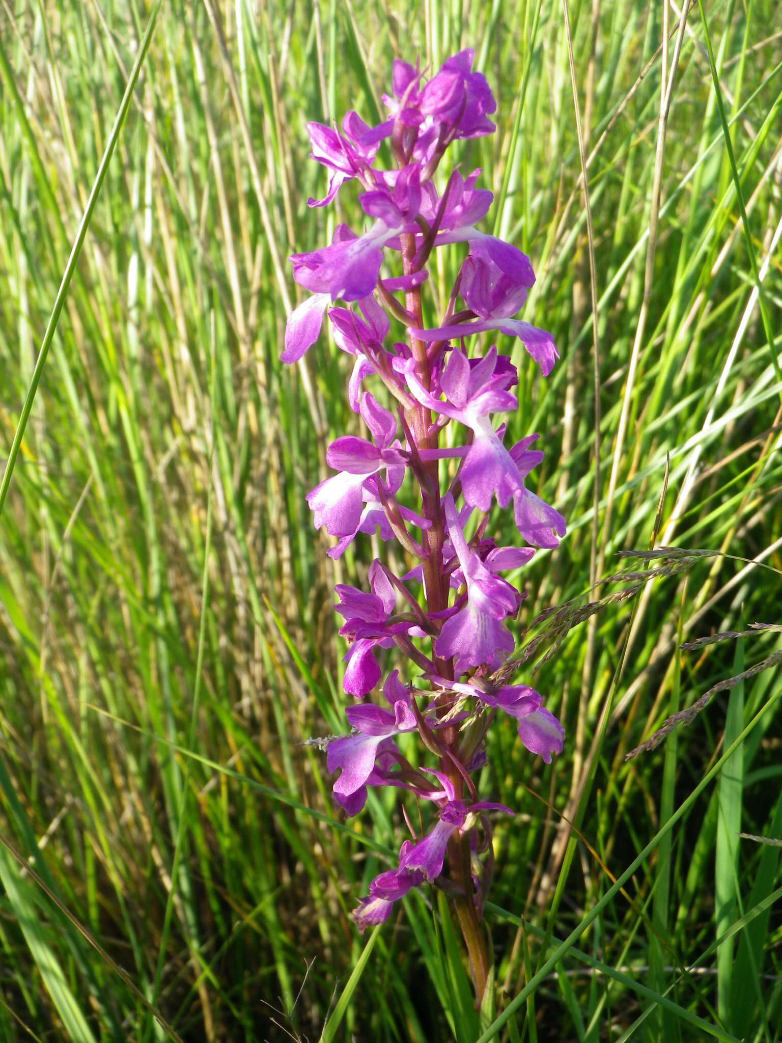 Image of Anacamptis palustris subsp. elegans (Heuff.) R. M. Bateman, Pridgeon & M. W. Chase